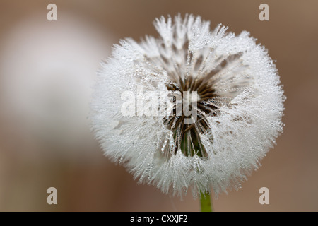 Löwenzahn (Taraxacum Officinale) Uhr im Nebel mit feinen Wassertröpfchen, Bodensee, Baden-Württemberg, PublicGround Stockfoto