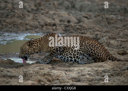 Sri Lanka Leopard trinken aus einer Pfütze (Panthera Pardus Kotiya) Stockfoto