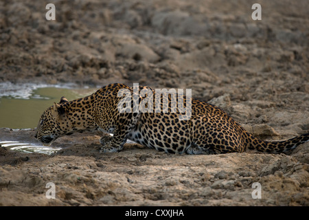 Sri Lanka Leopard trinken aus einer Pfütze (Panthera Pardus Kotiya) Stockfoto