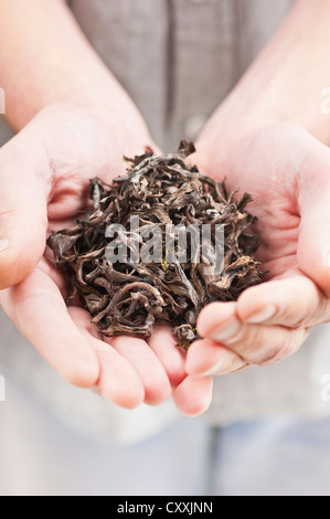 Mann zeigt Hände voll getrocknete Speisepilze (schwarze Pfifferlinge) Stockfoto