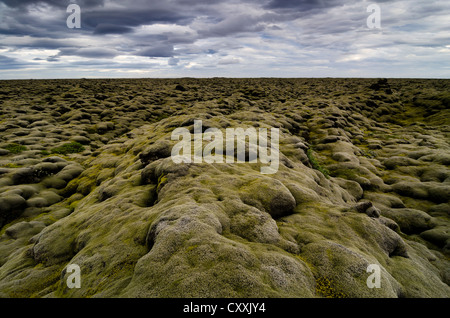 Eldhraun Lavafeld, Suðurland, Sudurland, Southern Island, Island, Europa Stockfoto