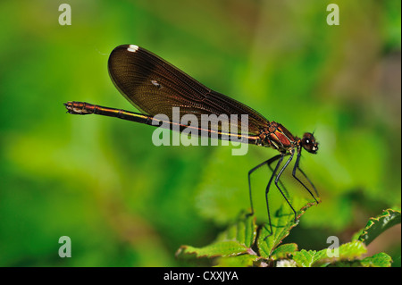 Kupfer demoiselle (calopteryx Haemorrhoidalis), männlich, Camargue, Südfrankreich, Frankreich, Europa Stockfoto