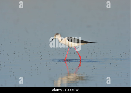 Schwarz - geflügelte Stelzenläufer (Himantopus himantopus), Burgenland, Österreich, Europa Stockfoto