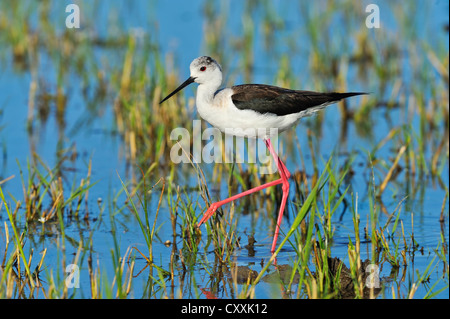 Schwarz - geflügelte Stelzenläufer (Himantopus himantopus), Burgenland, Österreich, Europa Stockfoto