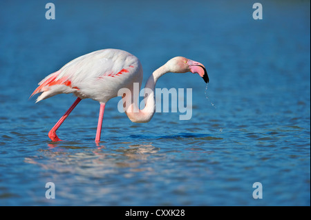 Mehr Flamingo (phoenicopterus ruber), Camargue, Frankreich, Europa Stockfoto