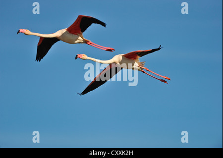Flamingos (phoenicopterus ruber), im Flug, Camargue, Frankreich, Europa Stockfoto