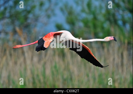 Mehr Flamingo (phoenicopterus ruber), im Flug, Camargue, Frankreich, Europa Stockfoto