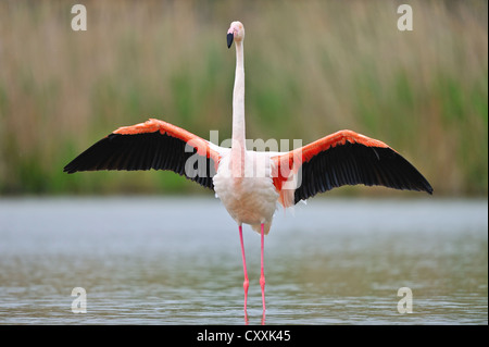 Mehr Flamingo (phoenicopterus ruber), Camargue, Frankreich, Europa Stockfoto