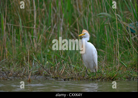 Kuhreiher (Bubulcus ibis), Camargue, Frankreich, Europa Stockfoto