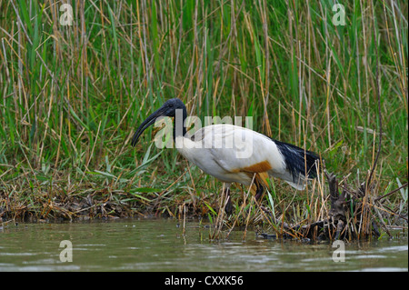 Afrikanische Heilige Ibis (threskiornis aethiopicus), Camargue, Frankreich, Europa Stockfoto