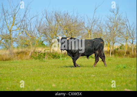 Camargue Rinder (Bos primigenius Taurus), Stier, Camargue, Frankreich, Europa Stockfoto