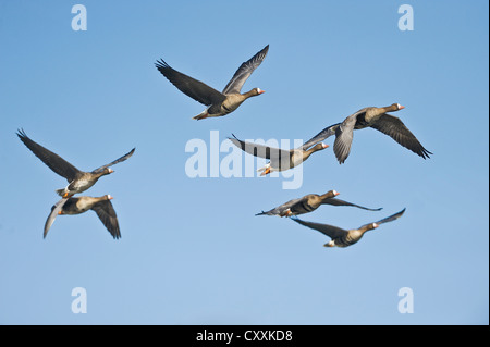 Mehr mit weißer Fassade, Gänse (Anser Albifrons) im Flug, Oberösterreich, Europa Stockfoto