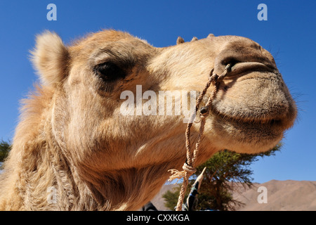 Dromedar oder arabischen Kamel (Camelus Dromedarius), Porträt, Adrar Tekemberet, Immidir, Algerien, Sahara, Nordafrika Stockfoto