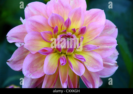 Dahlien in voller Blüte Stockfoto
