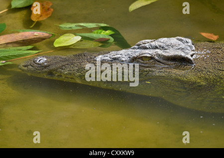 Nil-Krokodil oder gemeinsame Krokodil (Crocodylus Niloticus), Limbé Wildlife Centre, Limbé, Carmoon, Zentral-Afrika, Afrika Stockfoto