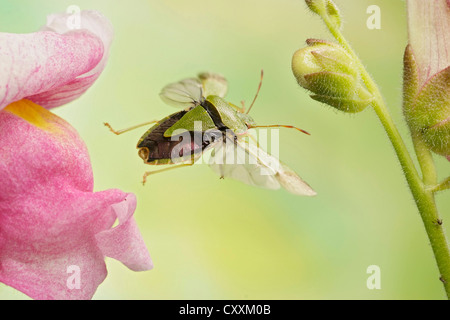 Gemeinsamen grünen Shieldbug (Palomena Prasina), im Flug Stockfoto