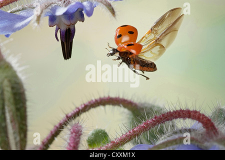 Seven-Spot Ladybird, sieben gefleckten Marienkäfer oder "C-7" (Coccinella Septempunctata), im Flug Stockfoto