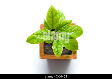 Avocado-Bäumchen im Blumentopf Stockfoto