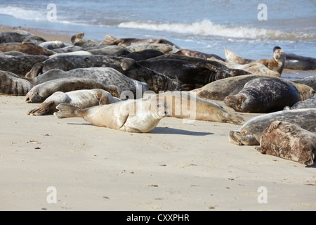 Norfolk Horsey Lücke graue Seehunde sonnen sich am Strand Stockfoto