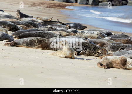 Norfolk Horsey Lücke graue Seehunde sonnen sich am Strand Stockfoto