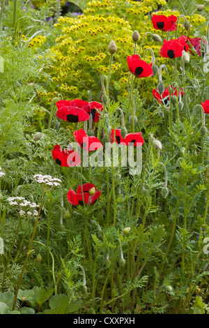 RHS Chelsea Blumenschau Gärten 2012 London UK Stockfoto