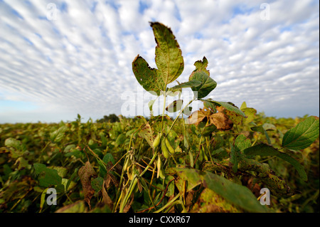 Soja-Pflanzen (Glycine max), Soja-Plantage, Argentinien, Südamerika Stockfoto