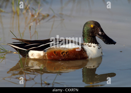 Nördlichen Löffelente (Anas Clypeata), Drake, schwimmend, Neusiedlersee, Burgenland, Austria, Europe Stockfoto