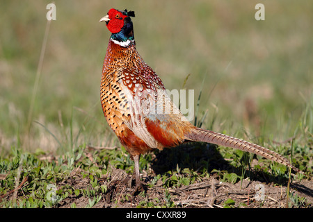 Gemeinsamen Fasan (Phasianus Colchicus), Männlich, stehend in einer Wiese, Neusiedlersee, Burgenland, Austria, Europe Stockfoto