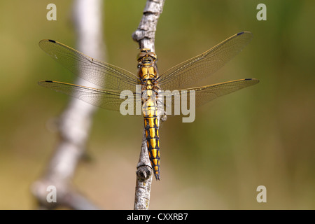 Schwarz-angebundene Skimmer (Orthetrum Cancellatum), Weiblich, Huehnermoor Sumpf in der Nähe von Marienfeld, Gütersloh, Nordrhein-Westfalen Stockfoto