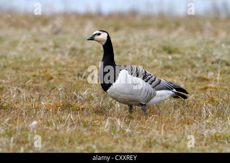 Weißwangengans (Branta Leucopsis) auf einer Wiese, Nationalpark Lauwersmeer, Lauwers Meer, Holland, Niederlande, Europa Stockfoto