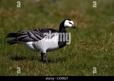 Weißwangengans (Branta Leucopsis) auf einer Wiese, Nationalpark Lauwersmeer, Lauwers Meer, Holland, Niederlande, Europa Stockfoto