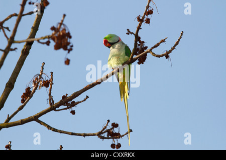 Alexandrine Sittich oder alexandrinische Papagei (Eupatria geflohen) thront auf einem Ast in den Schlosspark Schlosspark Biebrich Stockfoto