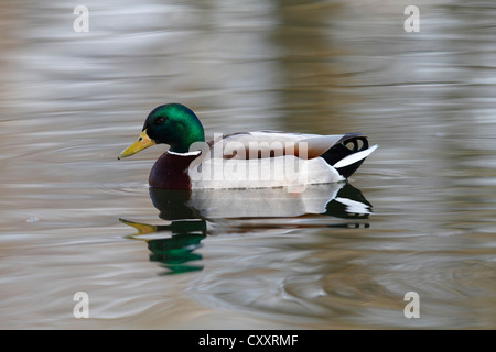 Stockente (Anas Platyrhynchos), Drake in der Zucht Gefieder, Baden im Teich Stockfoto