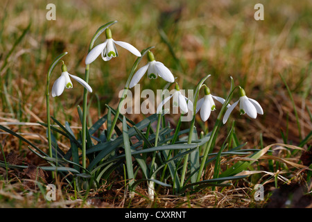 Schneeglöckchen (Galanthus Nivalis), Neunkirchen im Siegerland, North Rhine-Westphalia Stockfoto