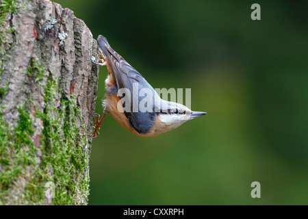 Kleiber (Sitta Europaea) kopfüber aus einem Baumstamm, Neunkirchen im Siegerland, North Rhine-Westphalia Stockfoto