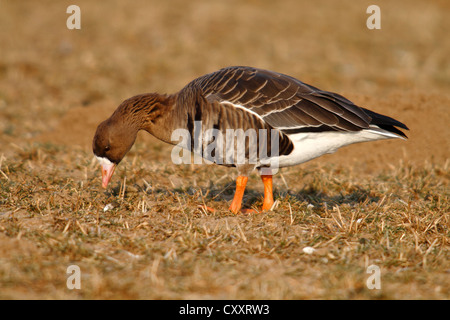 Mehr weiß – Anser Gans (Anser Albifrons) stehend auf einem gefrorenen Wiese in ihren Überwinterungsgebieten, Bislicher Insel Stockfoto