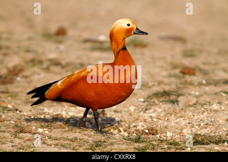 Ruddy Brandgans (Tadorna Ferruginea), männliche stehen auf einer Wiese, Bislicher Insel, North Rhine-Westphalia Stockfoto