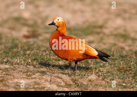 Ruddy Brandgans (Tadorna Ferruginea), männliche stehen auf einer Wiese, Bislicher Insel, North Rhine-Westphalia Stockfoto