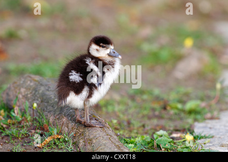 Nilgans (Alopochen Aegyptiacus), Gosling stehen auf dem Rasen des Schlossparks, Schlosspark Biebrich, Wiesbaden, Hessen Stockfoto