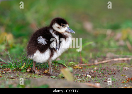 Nilgans (Alopochen Aegyptiacus), Gosling stehen auf dem Rasen des Schlossparks, Schlosspark Biebrich, Wiesbaden, Hessen Stockfoto