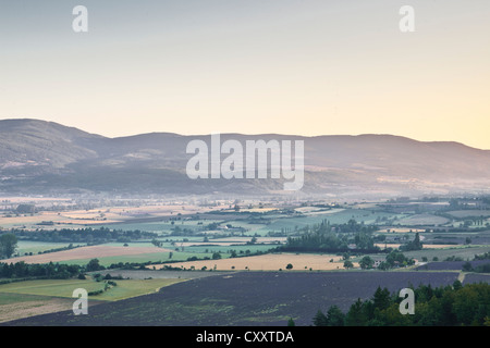 Felder von Lavendel in der Nähe von Sault in der Provence in der Morgendämmerung. Stockfoto