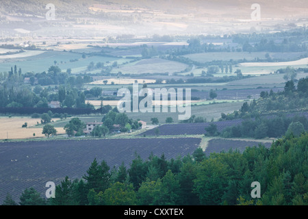 Felder von Lavendel in der Nähe von Sault in der Provence in der Morgendämmerung. Stockfoto