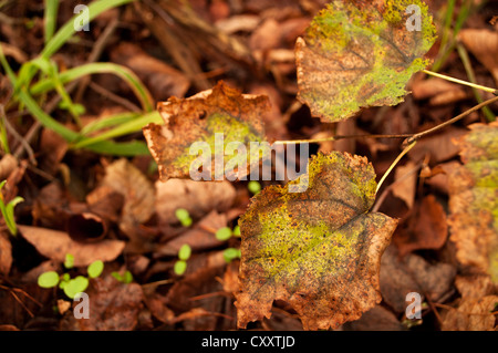 Blätter Stockfoto