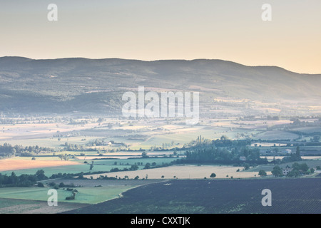 Felder von Lavendel in der Nähe von Sault in der Provence in der Morgendämmerung. Stockfoto