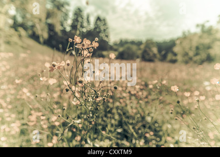 Wiese-Hahnenfuß (Ranunculus Acris), Blume, Wiese, verzerrt, Lans, Tirol, Austria, Europe Stockfoto