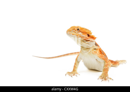 Rote Bartagame auf weißem Hintergrund. Stockfoto