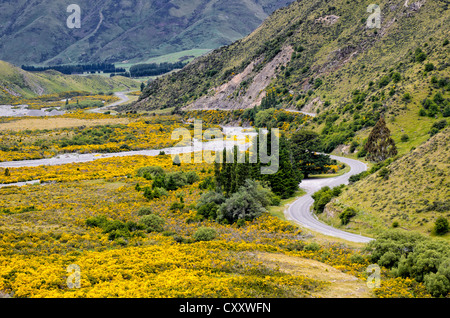 Landstraße schlängelt sich durch ein Tal mit gelben Blüten, fahren auf der linken Seite, Arthurs Pass Road, Südinsel, Neuseeland Stockfoto