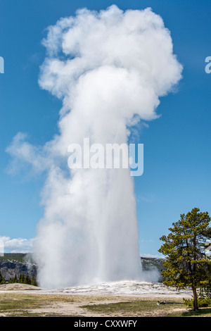 Old Faithful Geysir Ausbruch im Yellowstone National Park Stockfoto