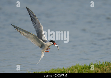 Seeschwalbe (Sterna Hirundo) während des Fluges mit Fisch im Schnabel, Texel, Niederlande, Europa Stockfoto