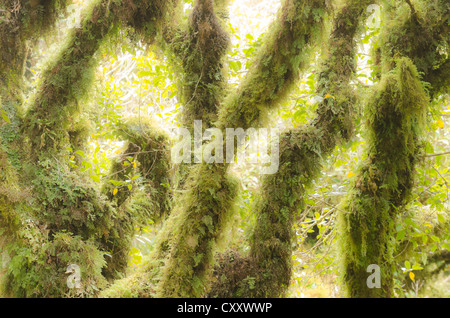 Gemäßigter Regenwald-Vegetation mit moosbewachsenen Bäumen, Mt. Egmont National Park, Nordinsel, Neuseeland Stockfoto